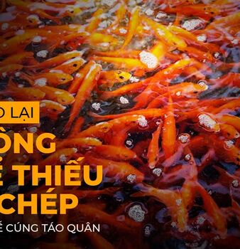 Tại sao cúng Táo Quân lại không thể thiếu cá chép?